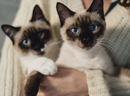 info-box-cats-hotel info-box-cats-hotel